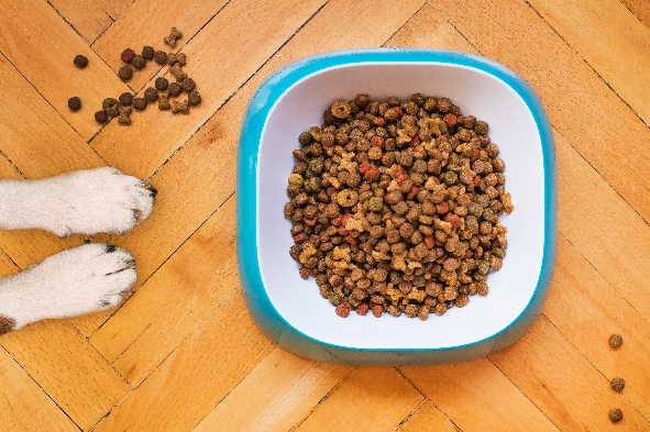 Impacto de la nutrición y salud de las mascotas en la vida familiar