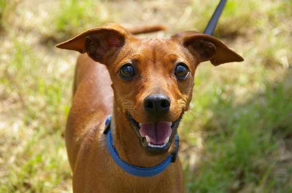 ¿Qué implica la tenencia responsable de una mascota canina?