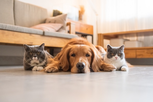 ¿Tienes en casa un botiquín de primeros auxilios para tu mascota?