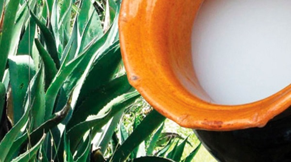 Mítico y Ancestral: El Pulque en “ÉCHALE PIQUETE” T2