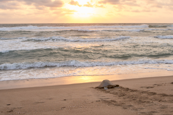 Foto de un santuario tortuguero al atardecer