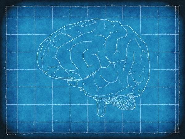 Cerebros en 3D para la reparación de la función cerebral