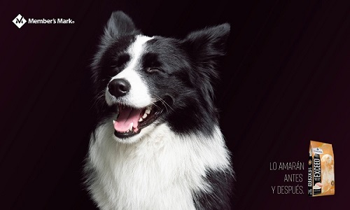 ¿Sabías que un perro puede tener gastritis o colitis?