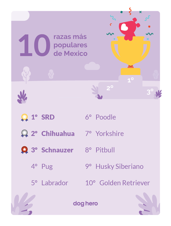 5 Aspectos que debe considerarse antes de adquirir una mascota