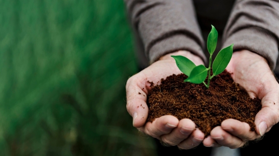 La reforestación debe entenderse como parte de una estrategia integral.